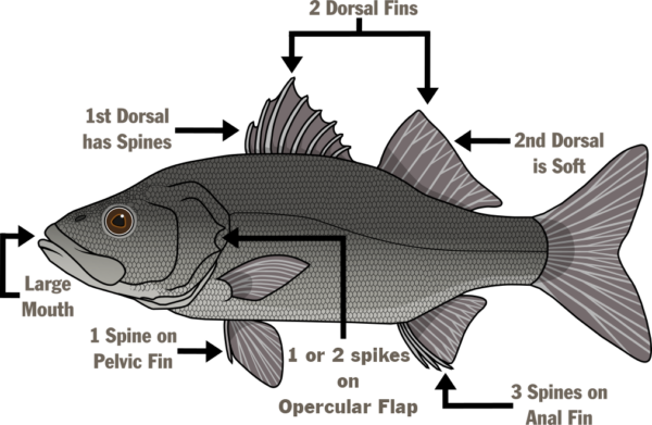 插圖魚命名解剖結構-口大，第一個背部有旋轉，兩個背翅，第二個背部柔軟，肛翅上有三條脊柱，表皮蓋上有一個或兩個尖頭，骨盆翅上有一條脊柱。