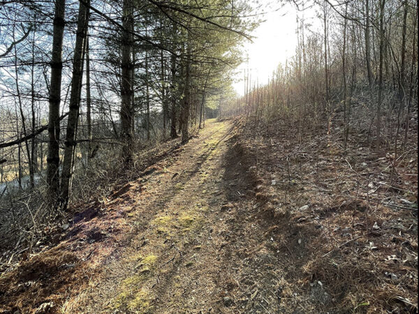 聆聽弗吉尼亞野生動物和鳥類小徑沿著葉子垃圾中的子和麻雀。照片來源：麗莎·米斯