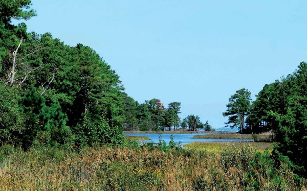 新澤西合唱青蛙的圖像