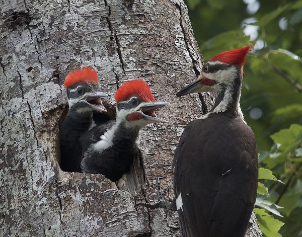 在樹上有一隻被捕捉的木鳥和兩隻小雞的圖像；小雞在樹洞內。the piliated woodpecker has black plumage with a white stripe going from it's wing to it's beak along it's face and a distinctive bright red mohawk.