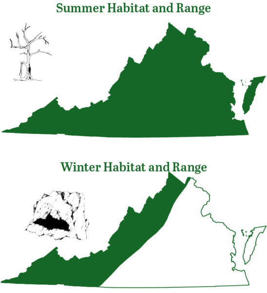 夏季期間，北方長耳蝙蝠在弗吉尼亞州各地發現；冬天，它們的棲息地轉移到山區唯一存在的棲息地