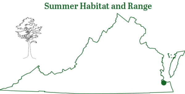 北方黃蝙蝠在弗吉尼亞州東南部的一個洞穴中發現