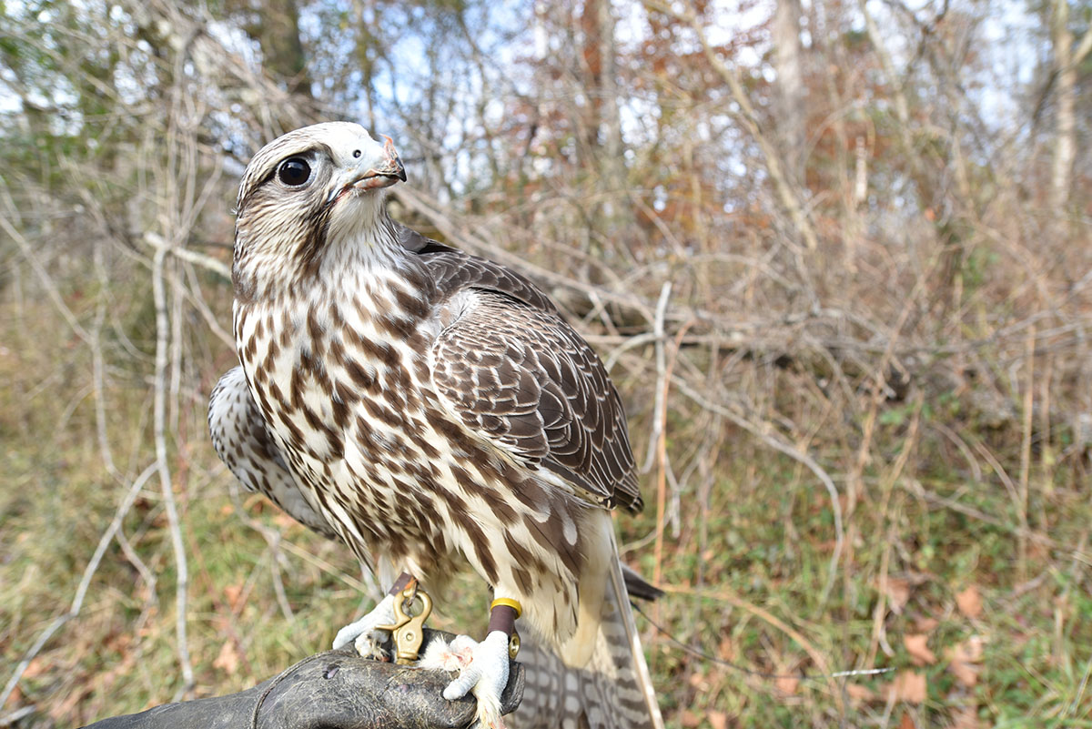 一個名叫古奇的獵鷹被獵鷹持有的圖像