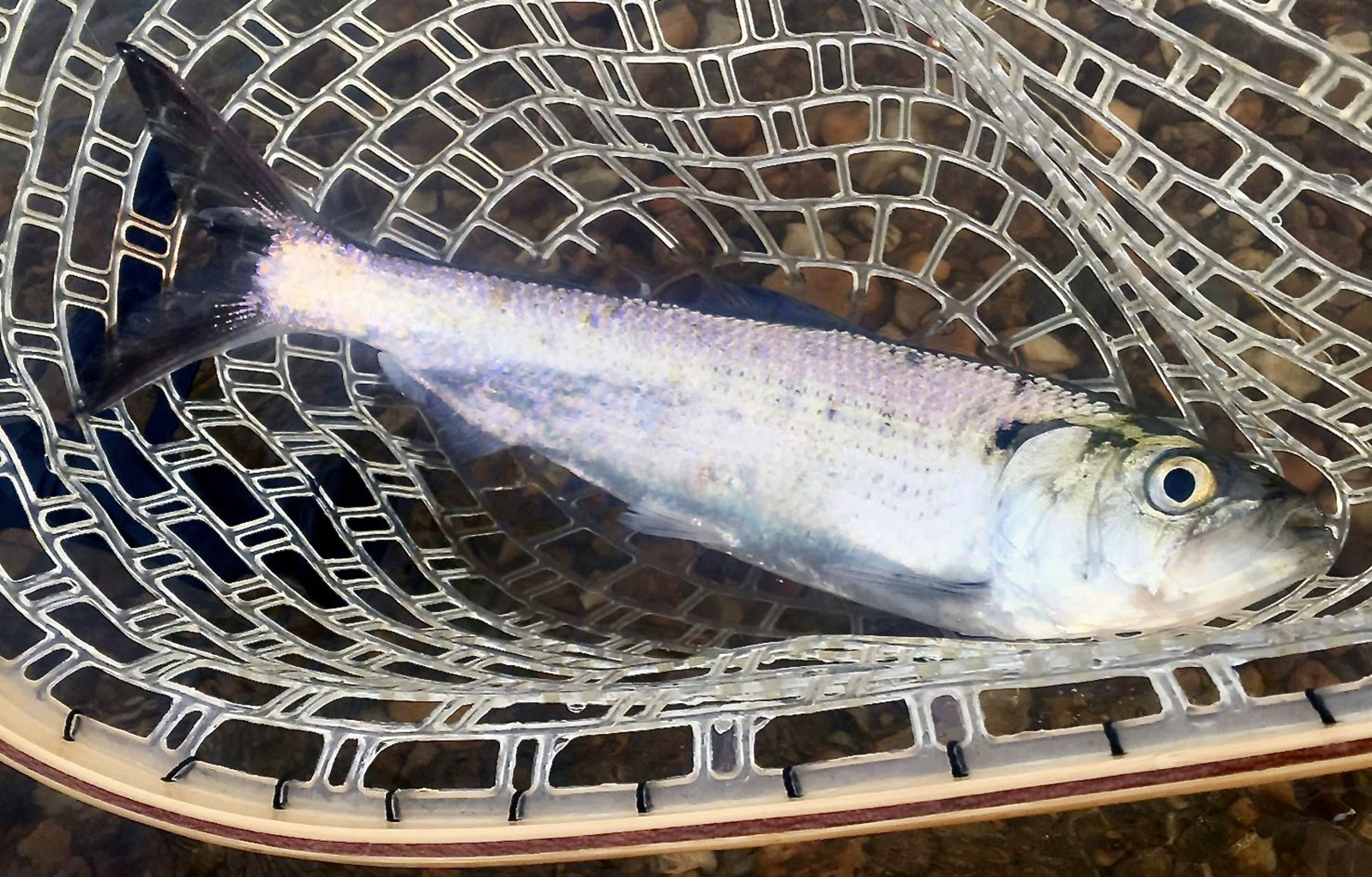 一隻魚躺在橡膠網中的照片。