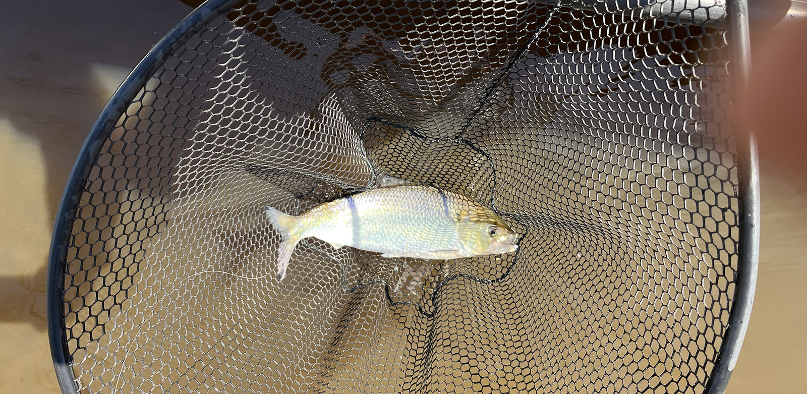 一張美國魚在船旁邊的水中網上的照片。