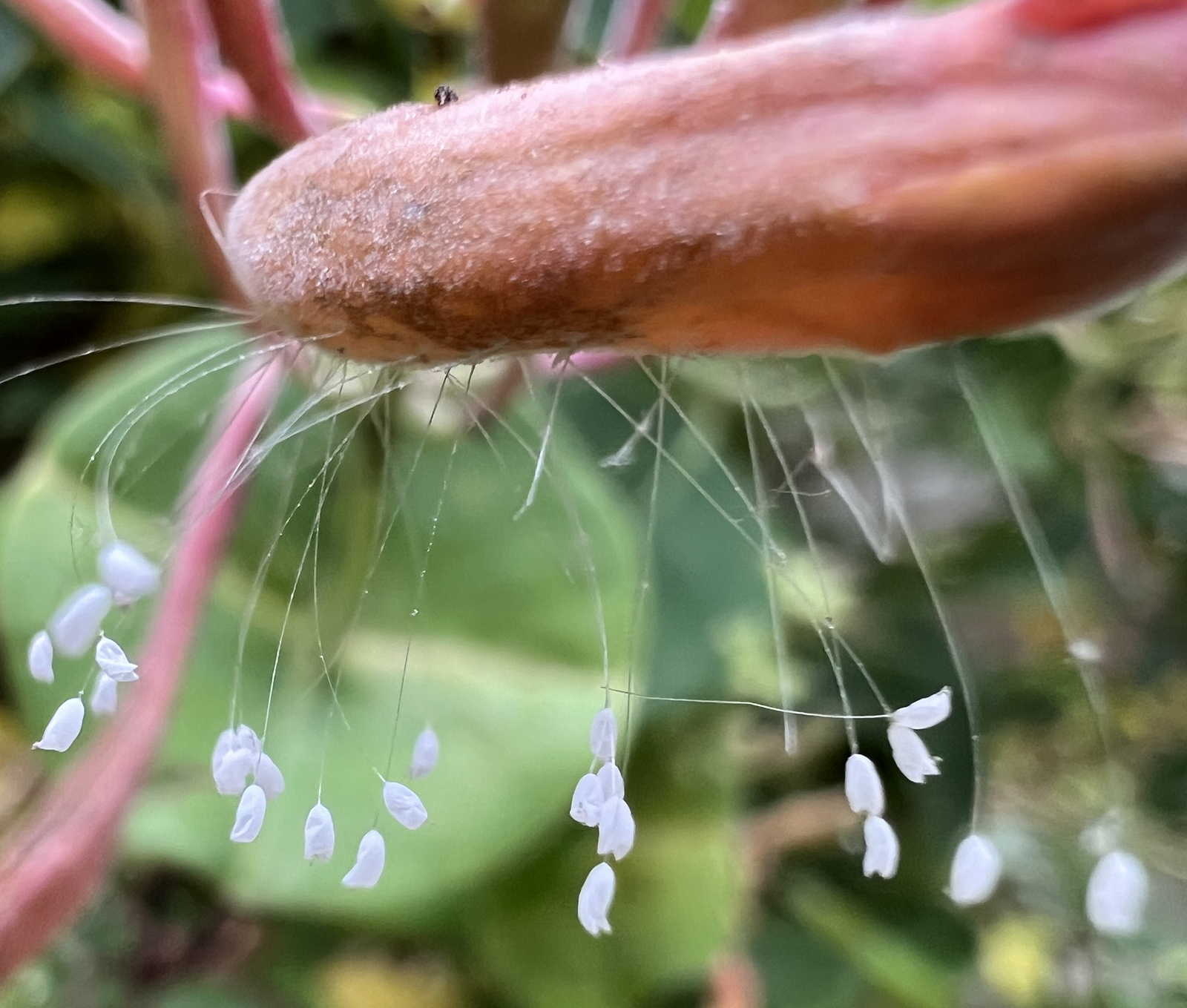掛在金銀花芽上的線上懸掛的小白色球球的特寫照片。
