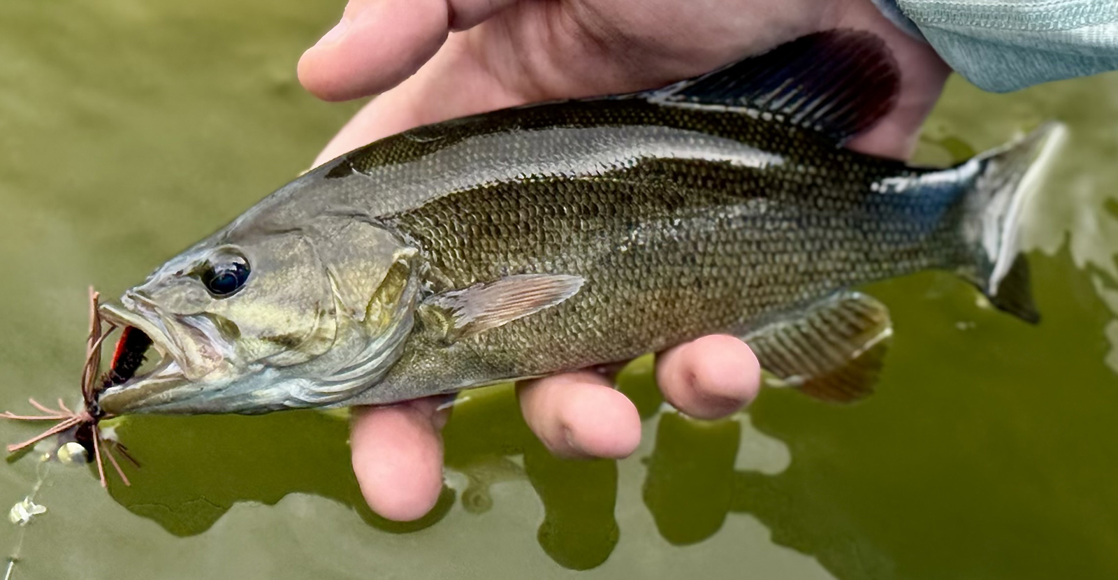 一張小嘴巴魚被把嘴裡帶著一隻蝴蝶從水上舉起的照片。