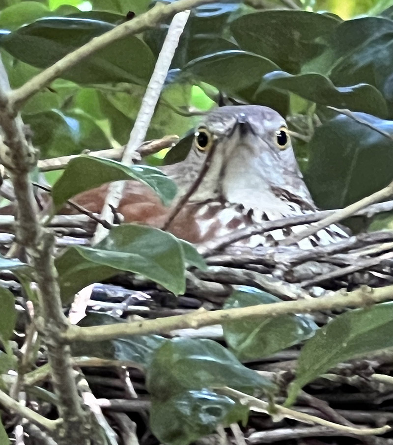 一隻棕色的馬薩克培育雞蛋。