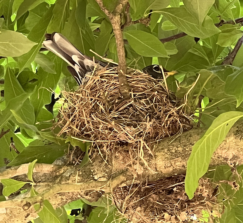 這種美國龍蝦在步道上的一棵小碟玉蘭樹（一種混合的亞洲品種）中巢穴。