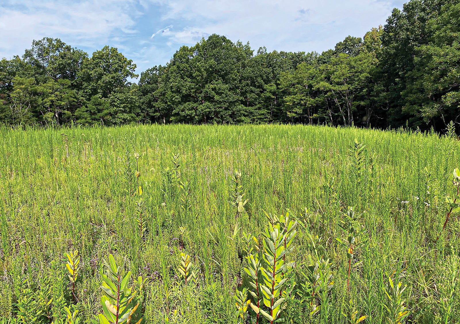 高草的露天的照片。