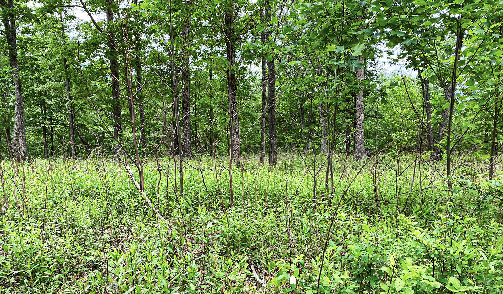 帶有開放的樹冠的森林照片。