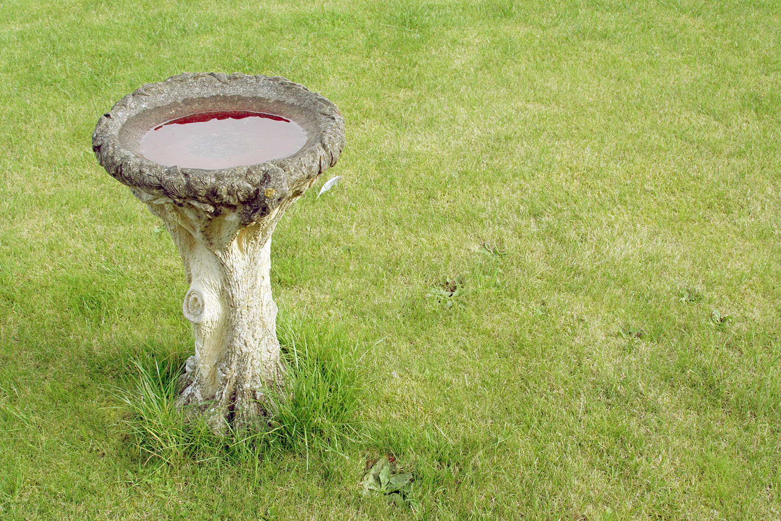 一張滿水的水泥鳥浴池坐在一片大草地中間的照片。