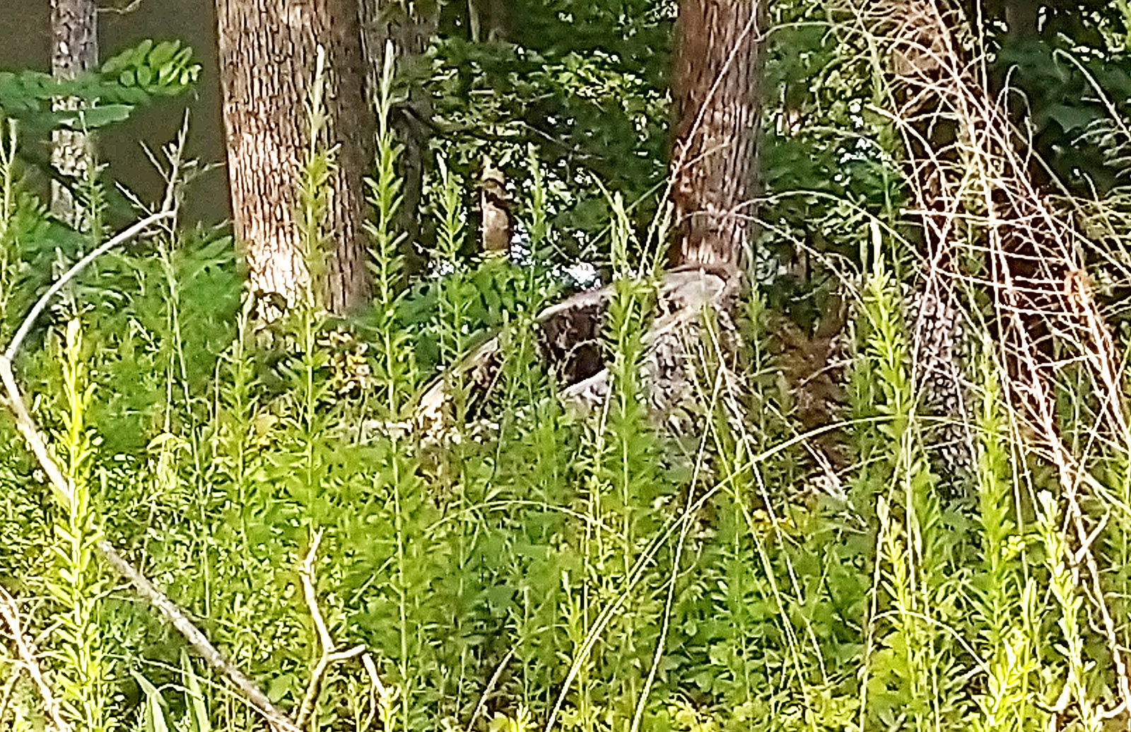 與樹木和樹葉相同的水體附近一片地面的圖像