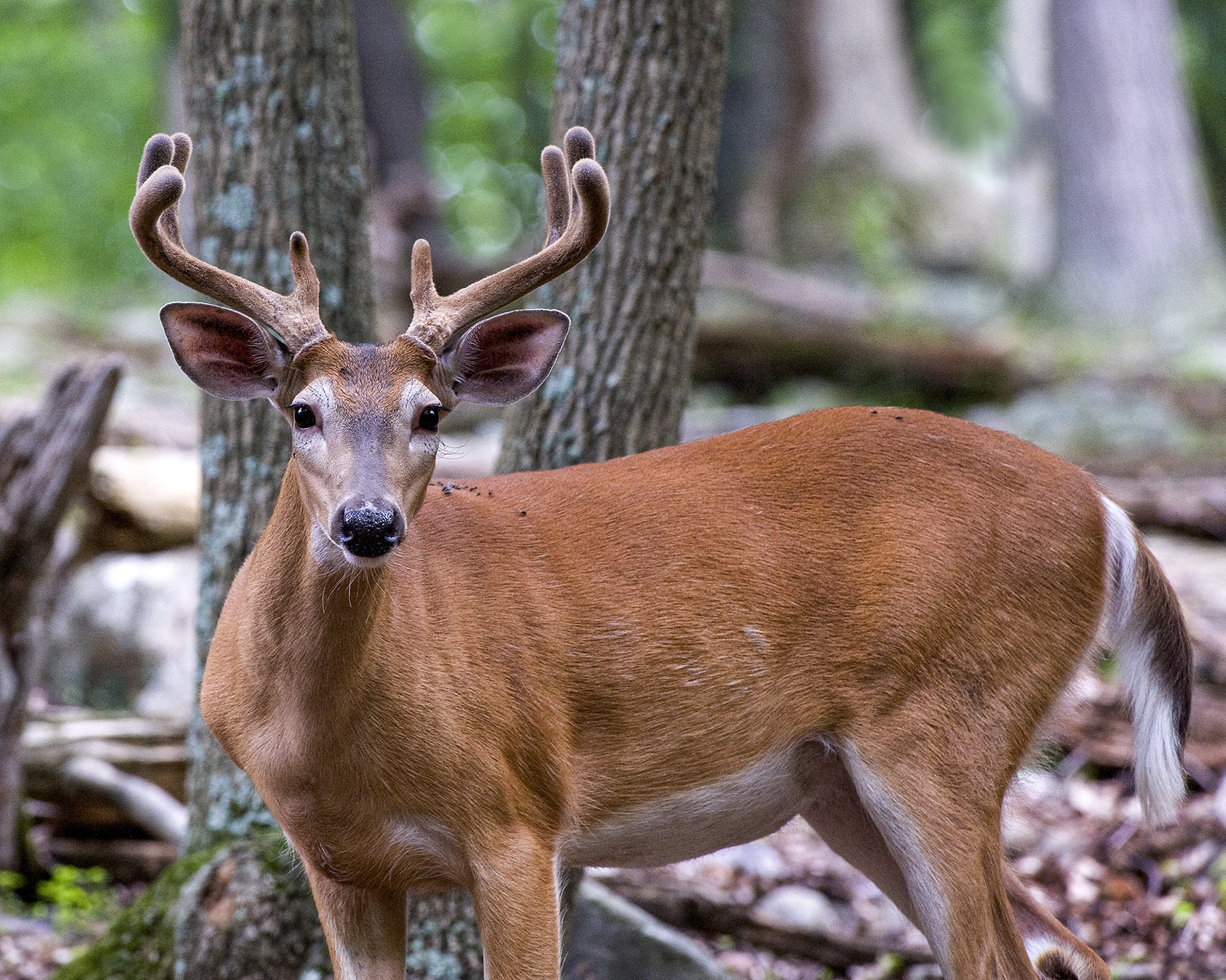 一張山羊的照片,戴著紅色的大衣,並在角上有天鵝絨,站在樹林裡。