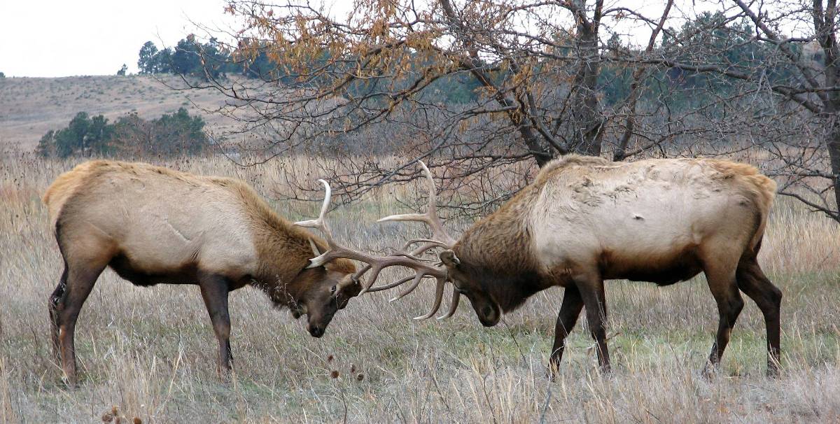 兩隻被鎖上角的公牛鹿