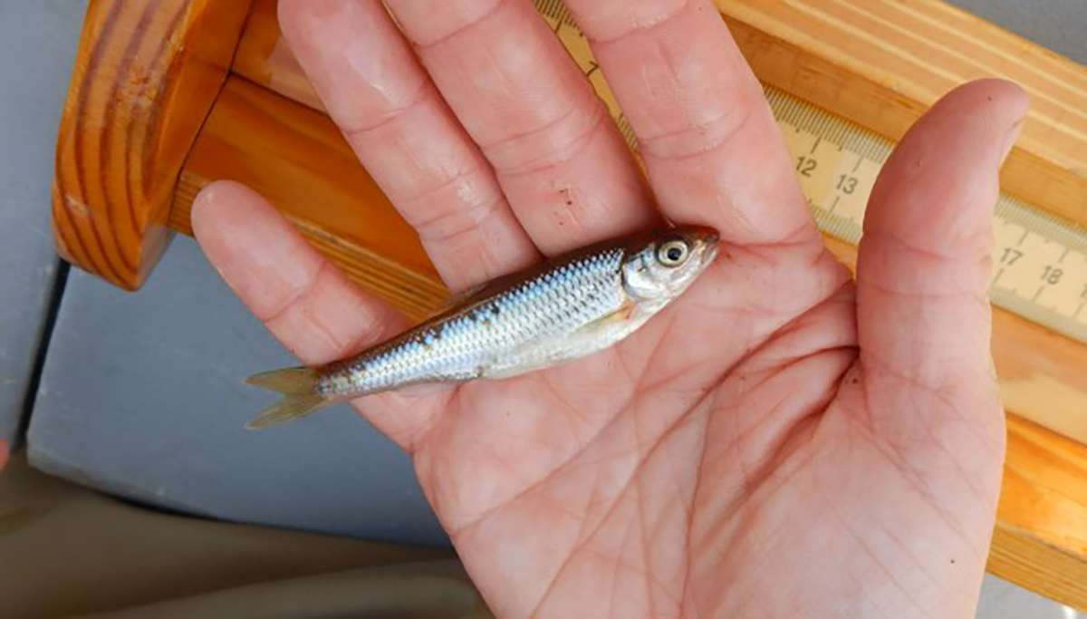 一個男人拿著一個小白色閃光燈的形象