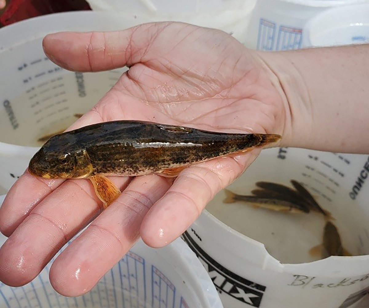 一個男人握著羅阿諾克·霍格薩克的圖像