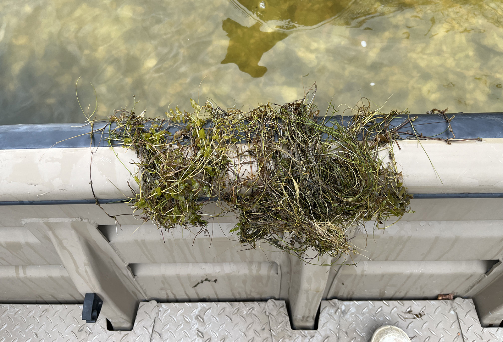 一張小量水下植物莖懸掛在船側欄上的照片。