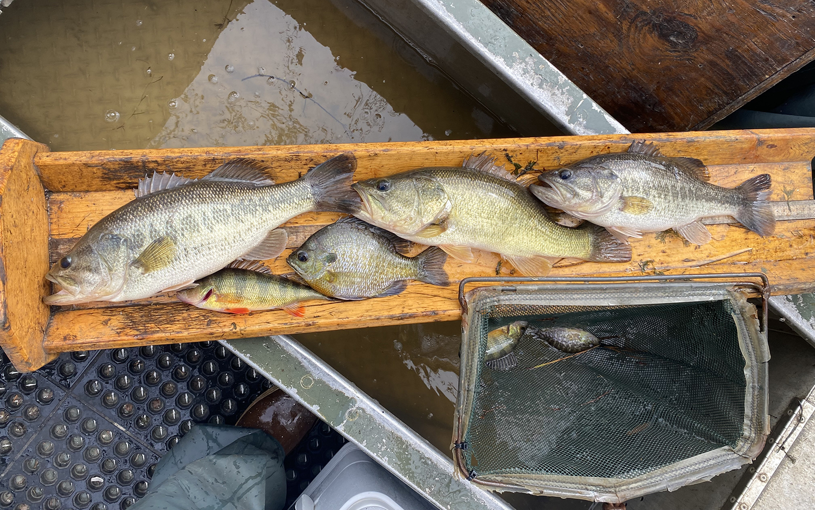 五隻不同魚躺在一張