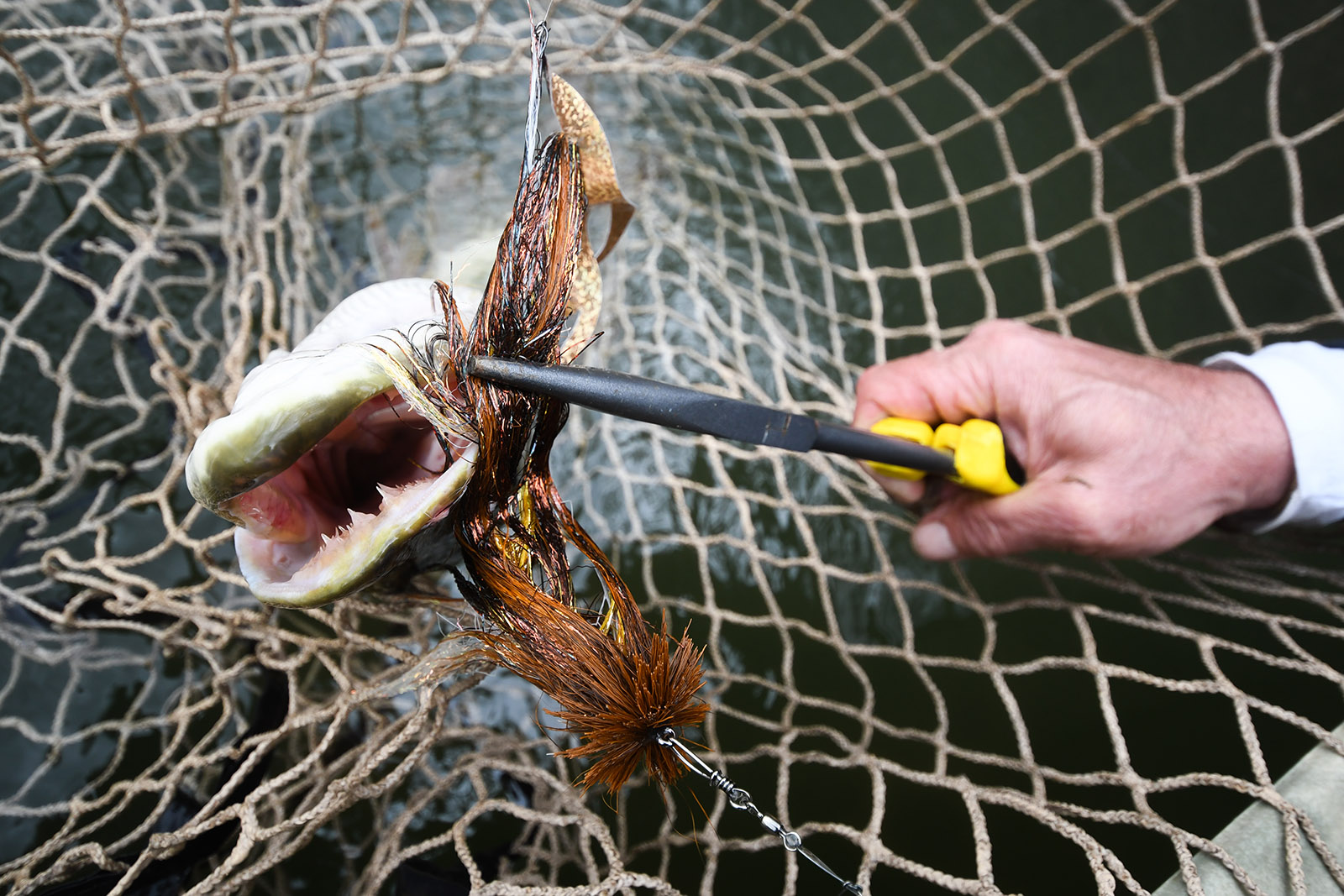 一張魚被捕在網上的照片，嘴裡夾著鉗子，並有人手握住鉗子的照片。