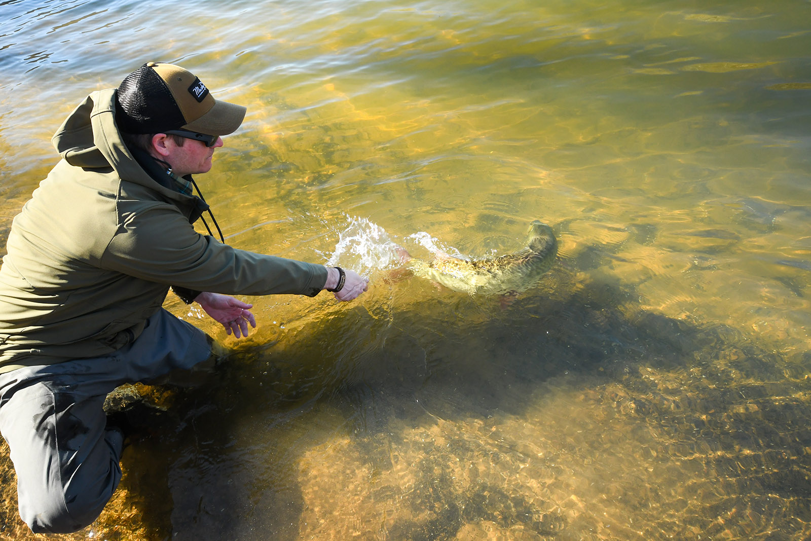 一個男人在水中膝蓋著雙手伸出來，一隻柔軟身邊游走的照片。