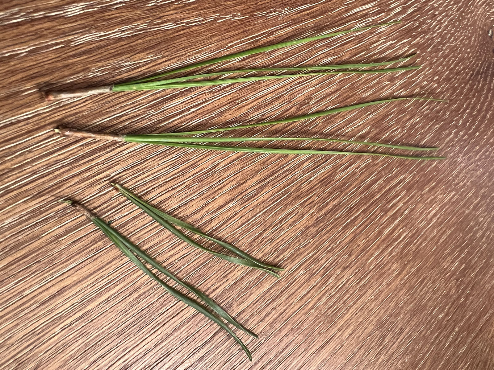 一張四束松針的照片，頂部有兩個長、纖薄的雙針束，底部兩個短、扭曲的三針束。 