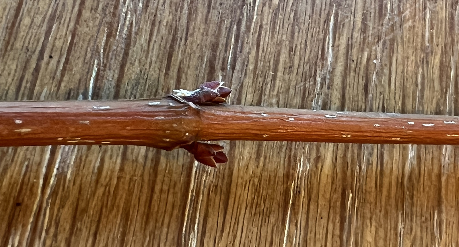 一支小樹枝躺在桌上，樹枝的兩側均勻兩個葉芽。