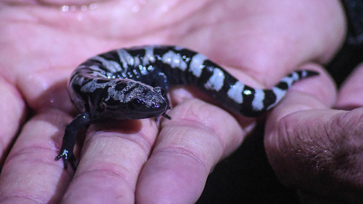 大理石鮭魚雖然不是春季養殖者，但確實使用春天池進行繁殖，並且主要是夜生活的。