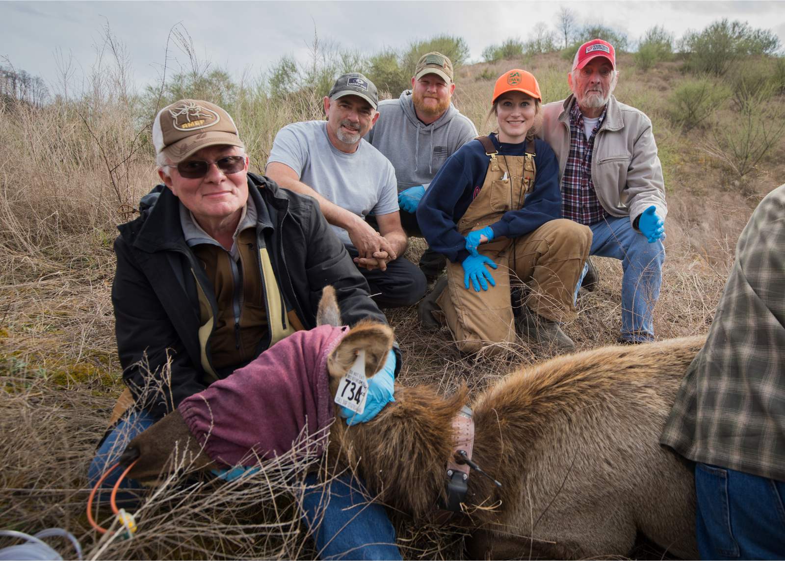 一隻麻醉的牛鹿，眼睛綁在地上，戴著耳罩和無線電項圈，一個男人握住她的頭，其他四個人在後台。