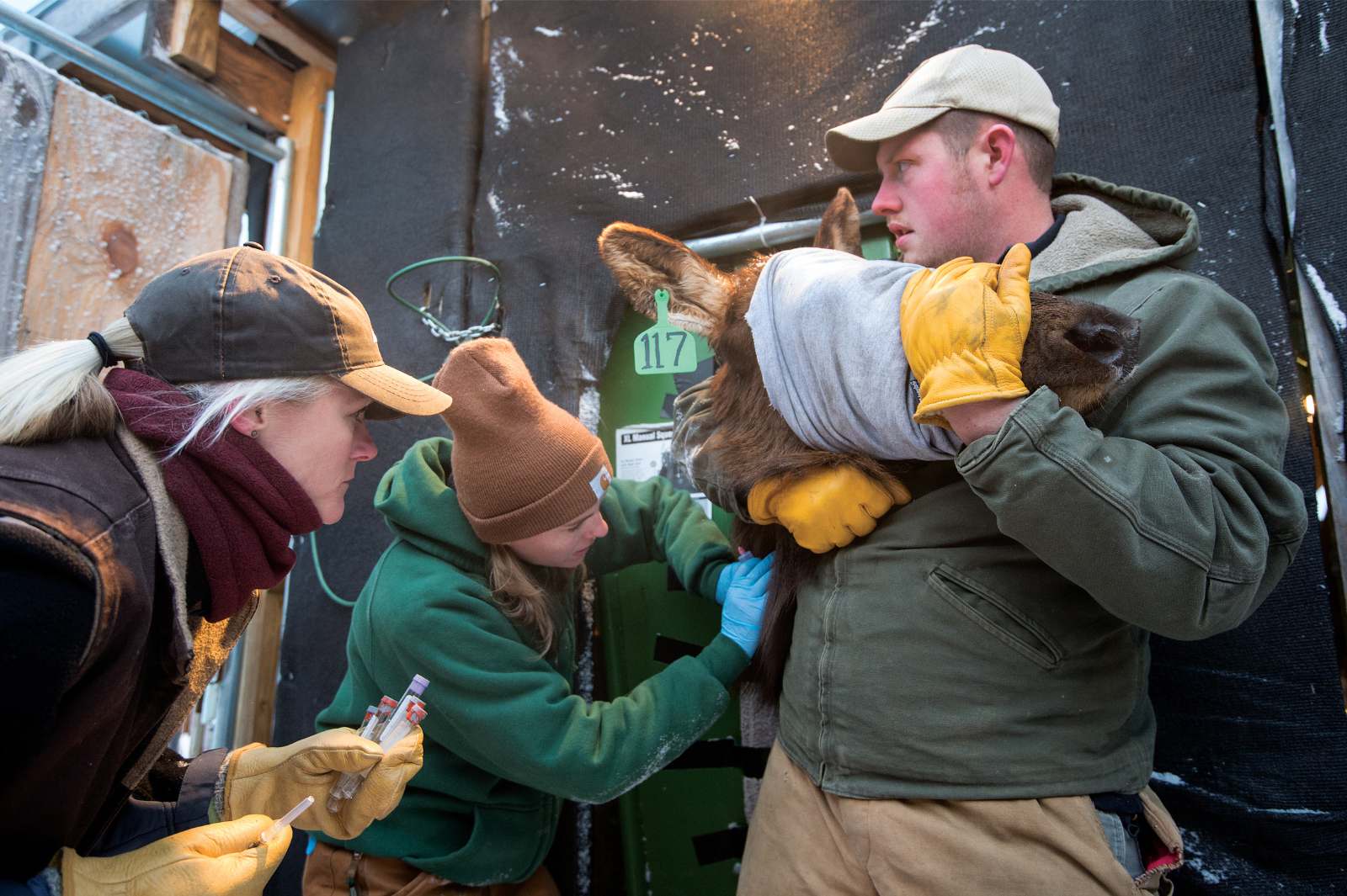一個男人握著一隻掛著眼睛裡的鹿頭，而一個女人將東西注入鹿的頸部，另一個女人則看著。