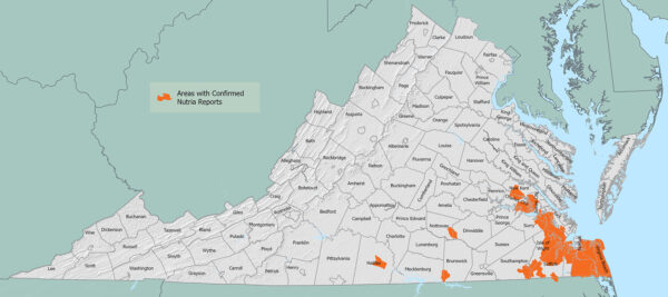 Virginia 地圖顯示截至 2026 月份，已確認發現海狸鼠的地區。這些地區主要集中在Virginia的東南部/潮汐水區域，Commonwealth南部中部有額外的隔離區域。