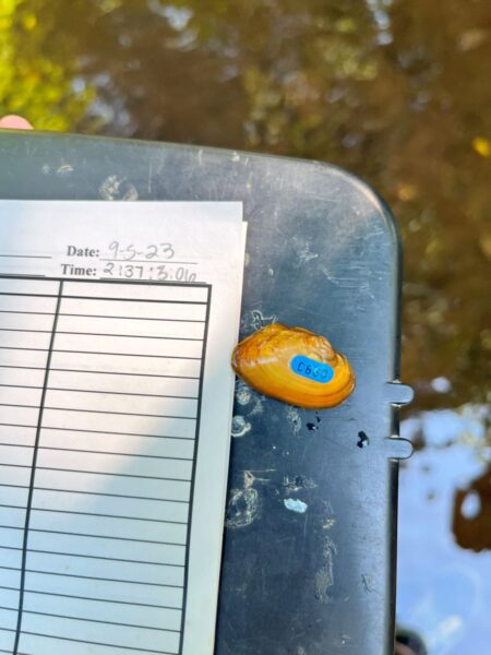 詹姆斯·斯皮尼穆塞爾的圖像