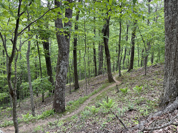 哈肯寧山環路徑穿越了藍鳥的繁殖棲息地。照片來源：麗莎·米斯