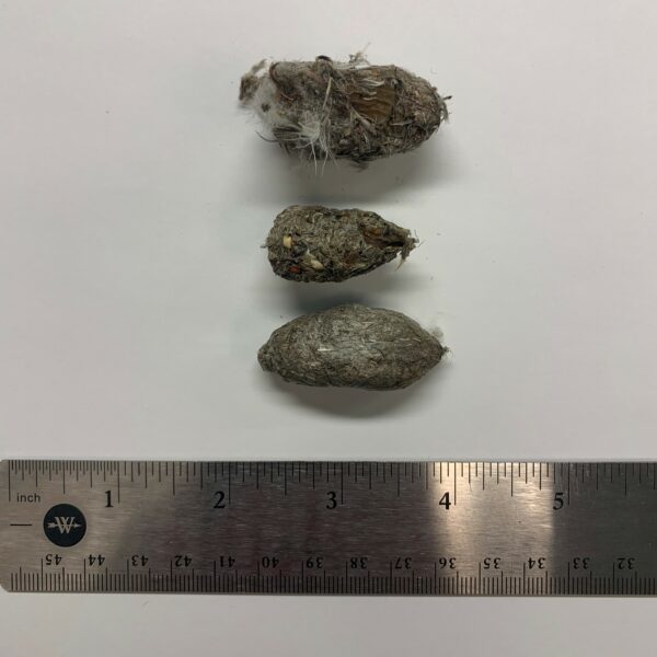 一個流浪鷹顆粒的圖像它們長約 2 至 3 英寸,並由獵物的羽毛,毛髮和骨頭組成