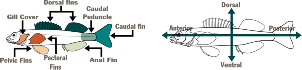 兩隻插圖魚的圖表。第一個，左側，命名魚的部分-罩，背翅，尾翅，尾翅，尾翅，肛翅，胸翅和骨盆翅。第二個位於右側，有一個水平和垂直箭頭，命名魚的區域-前面，背部，後部和腹部。