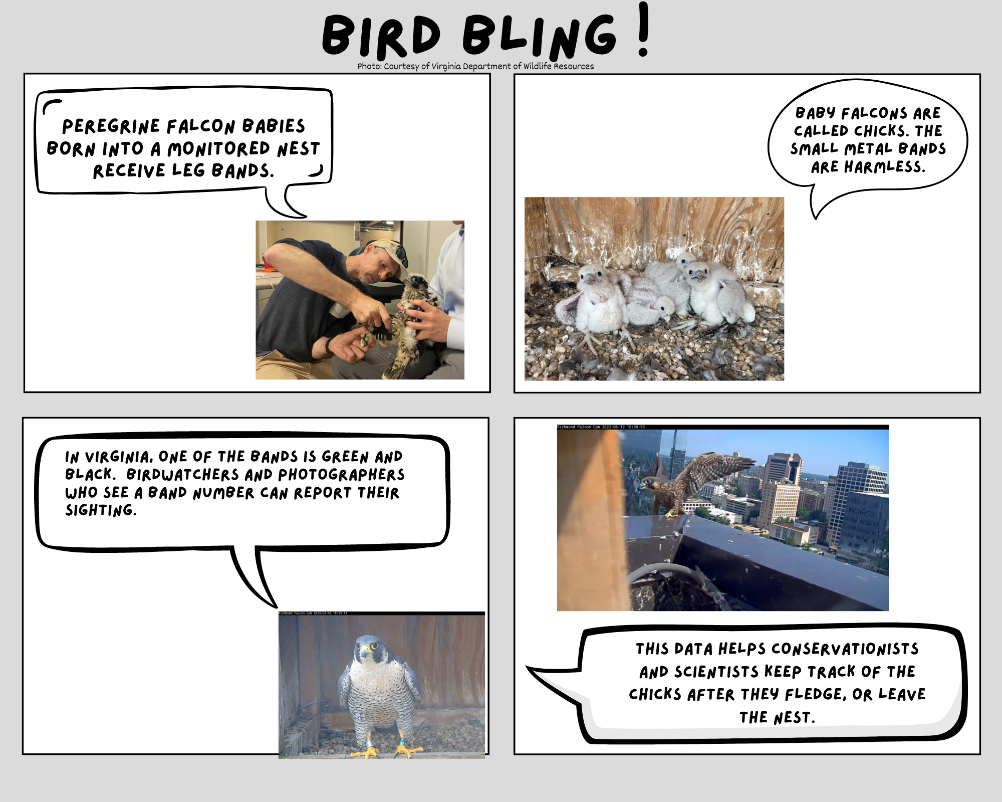 殖民地步道小學學生創作的網絡漫畫