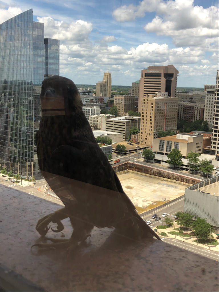 河濱廣場窗台上的「黃色」少年女性。