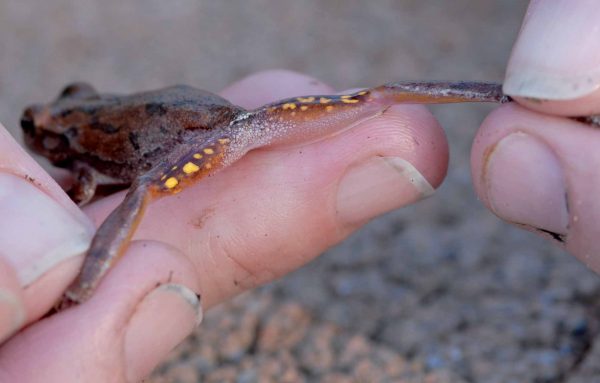 松樹林樹蛙的圖像