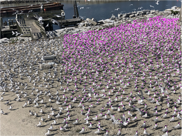 使用 DotDotGoose 執行計數後的圖像。