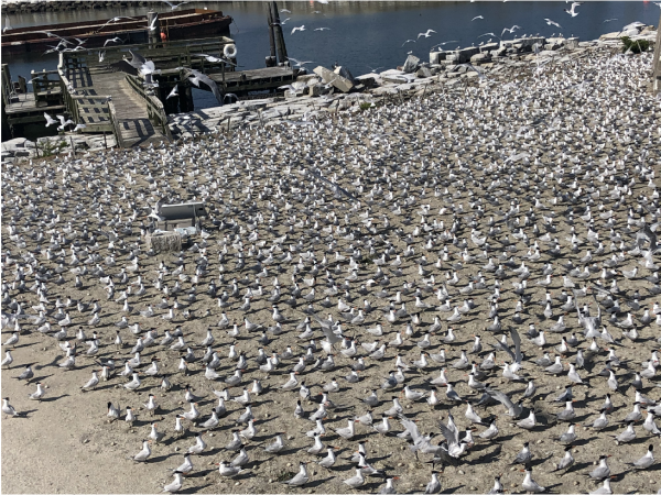 用於在 Ft. 的殖民地數量估計的原始圖像。羊毛。
