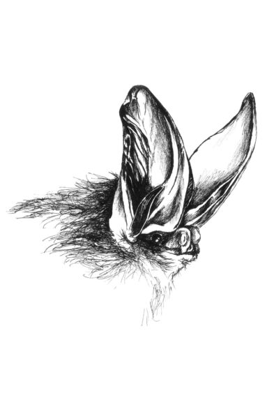 藝術家描繪的 Rafinesque's Eastern Big-Eared Bat。