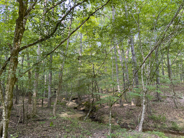 在溪流附近的低窪地區可以發現紅頭啄木鳥。照片來源：麗莎·米斯 