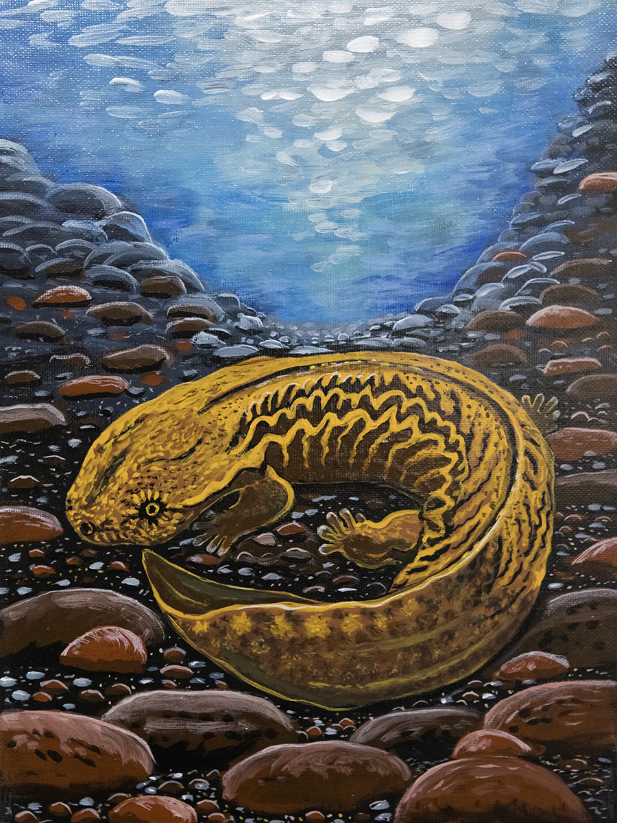 桑迪·詹姆斯的 " Hellbender " 被選為復原野生動物成員的藝術版畫作品。