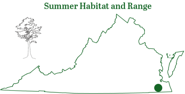 西米諾爾蝙蝠在弗吉尼亞州東南部的一個洞穴中發現