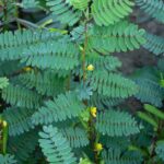 綠葉植物，帶有小黃色花朵