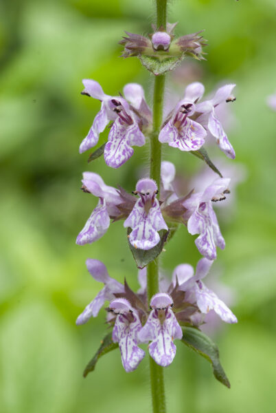 Pink yadkin hedge-nettle。