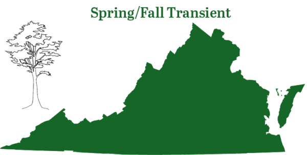 銀髮蝙蝠在弗吉尼亞州各地發現