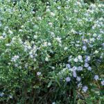 幾朵淺紫色花朵,帶有黃色中心