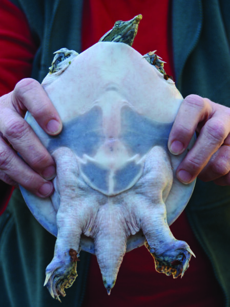 東方刺軟殼的圖像