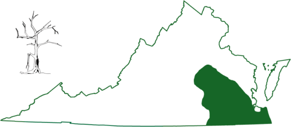 東南蝙蝠在沿岸平原的弗吉尼亞州最南部地區發現